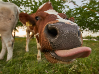 Þjónusta við bændur og búfénað